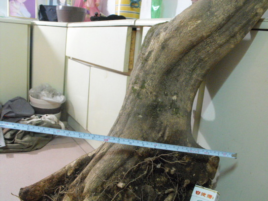 DSCF7438.JPG