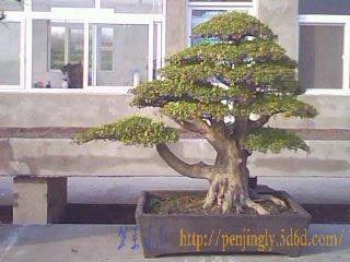IMG0051A.jpg
