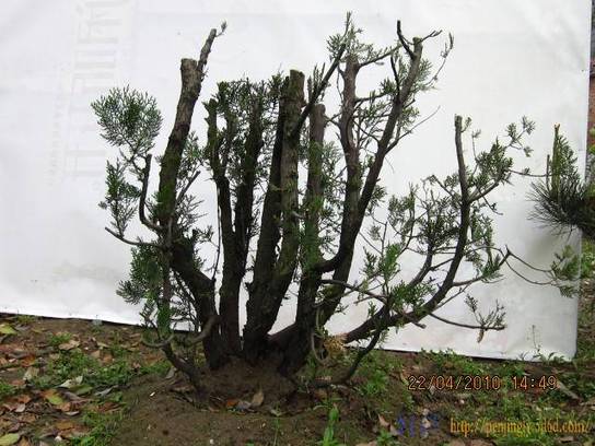 Ƭ 079.jpg