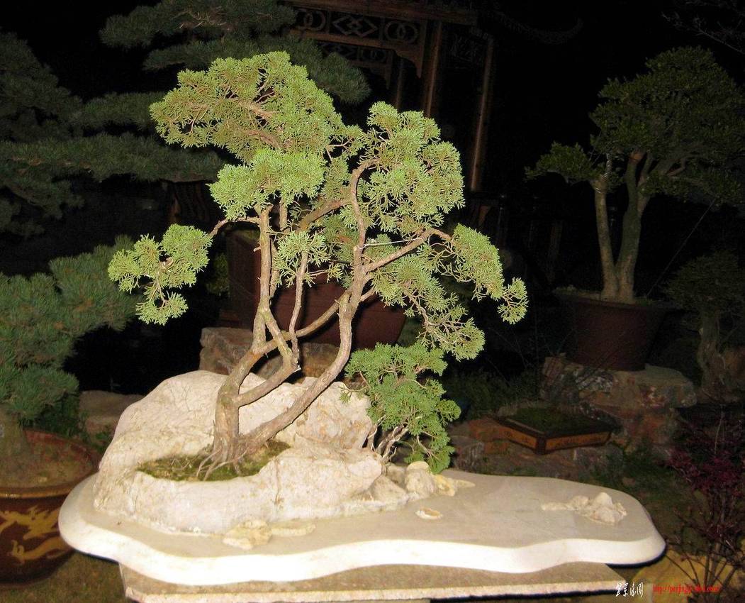 IMG0.JPG