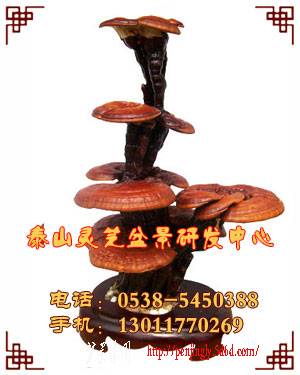 ̩ɽ֥辰2.jpg