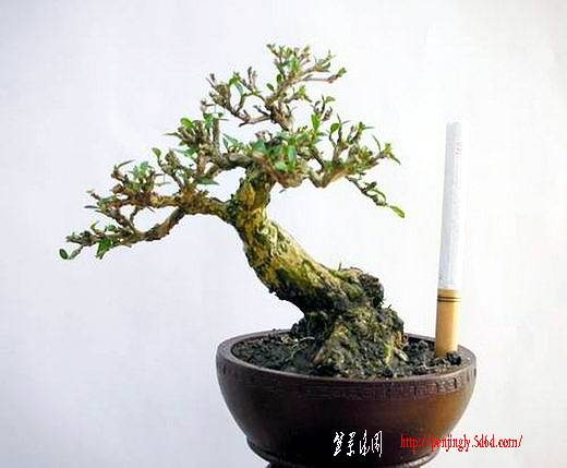 DSCN2995.JPG