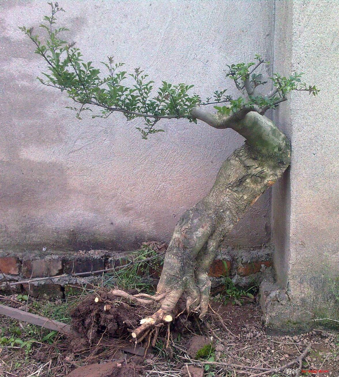 Ƭ-0008.jpg