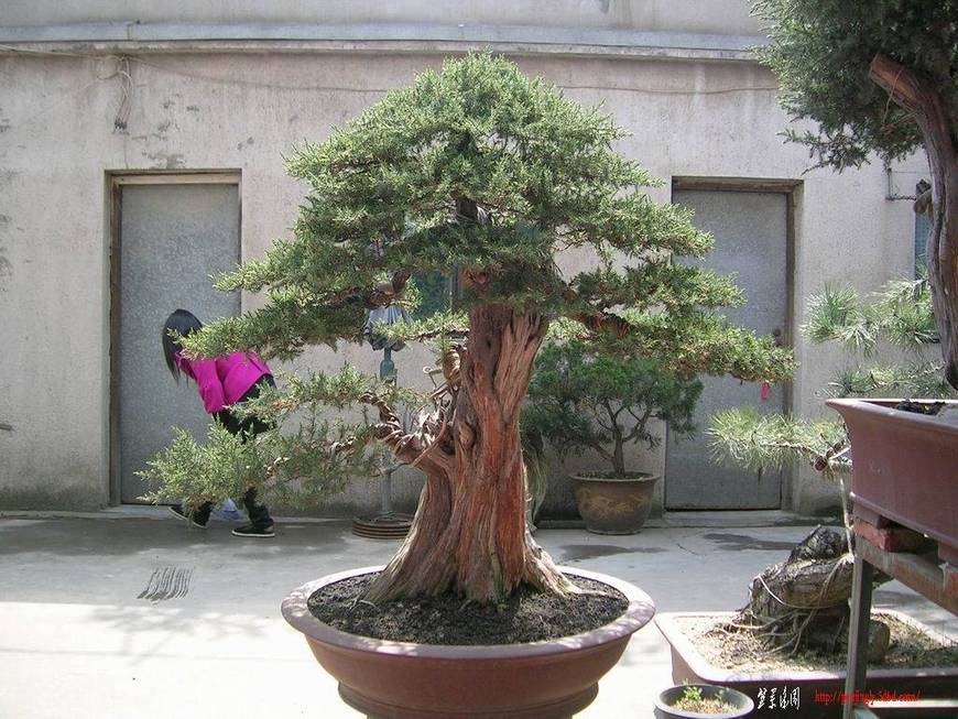 ������С DSCN8667.JPG