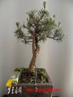 ת P4300667.JPG