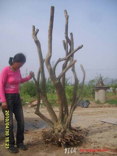 2010_04300028.JPG