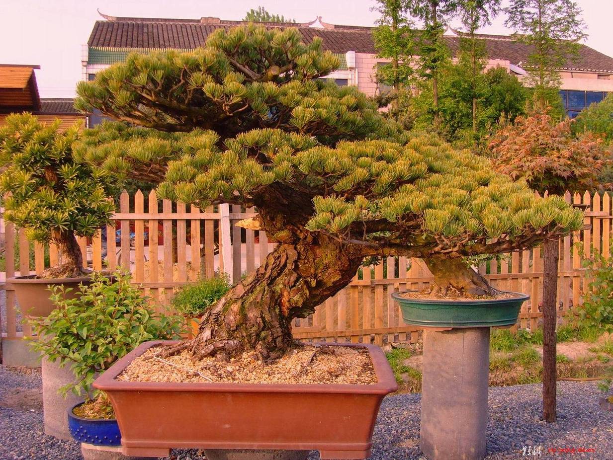 SNV37079.JPG