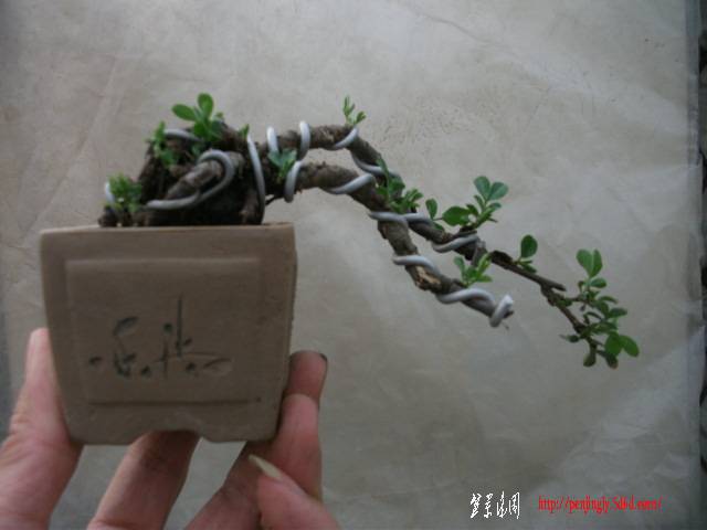 Ƭ 254.jpg