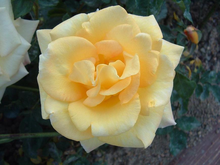DSCF0036.JPG