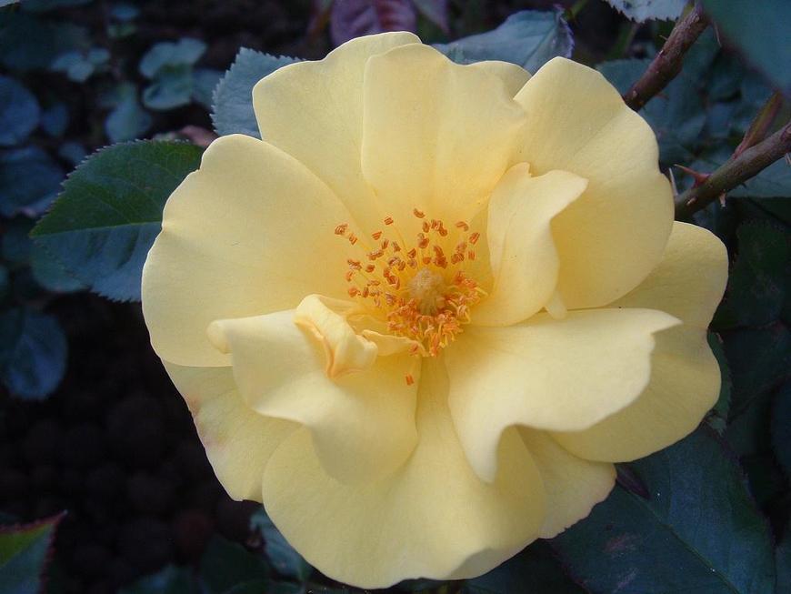 DSCF0039.JPG