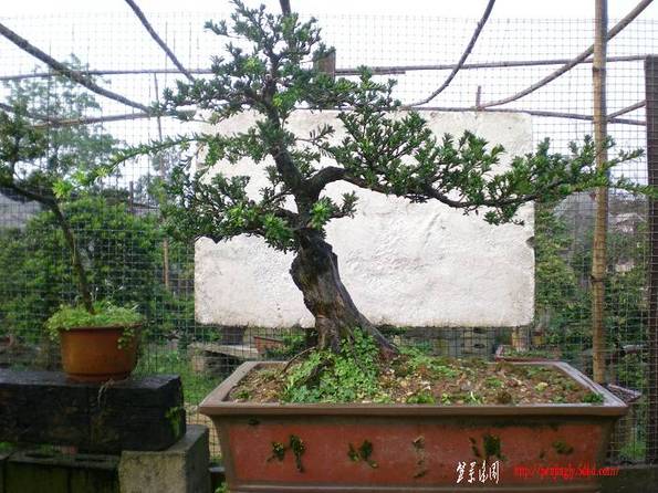 ������ 015.JPG