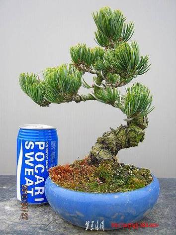 bonsai2002center-img416x555-12707464162hzxnm88295.jpg