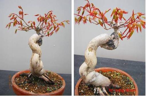 bonsai2002center-img600x394-1271678783s8kzxd65617.jpg