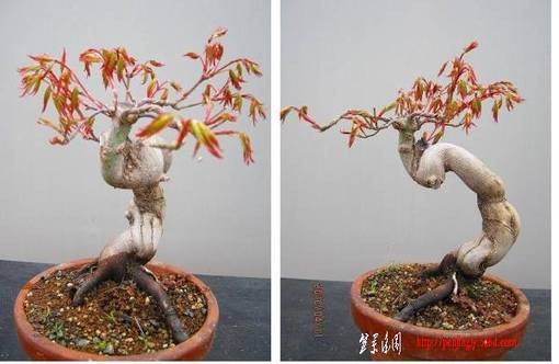bonsai2002center-img600x391-1271678783c398hc65617.jpg