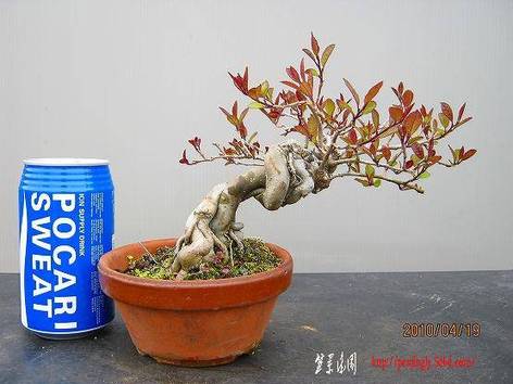 bonsai2002center-img555x416-1272824431wcvs3i45800.jpg