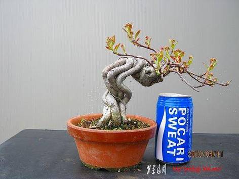 bonsai2002center-img555x416-1272147118g4keix13234.jpg