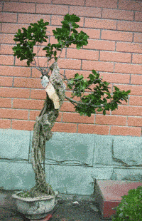 g091201bx.gif