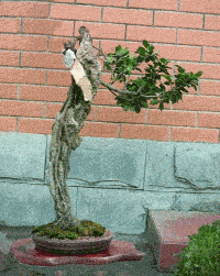 g091201eݸx.gif