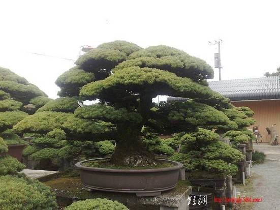 20080524100.jpg