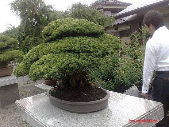 20080524105.jpg