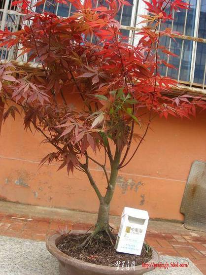 Ƭ 099.jpg