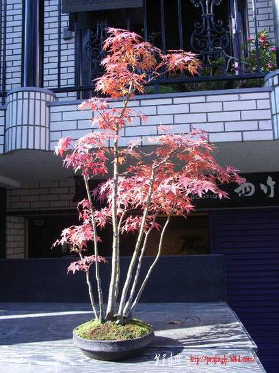 o0480064010322150045.jpg