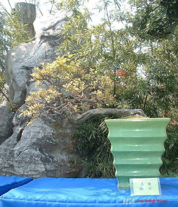 DSCF0076.JPG