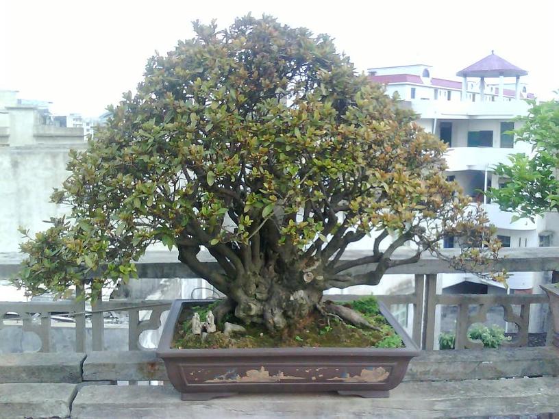 IMG0126A.jpg