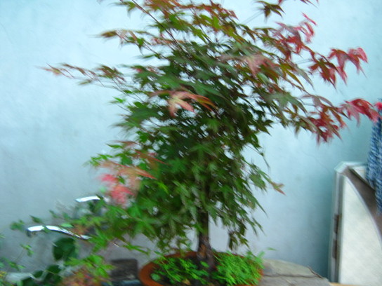 IMG_2693.JPG