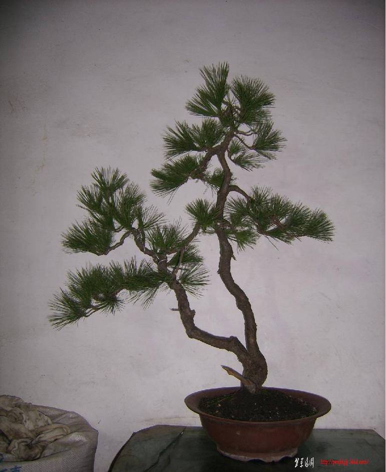SSA507731.JPG