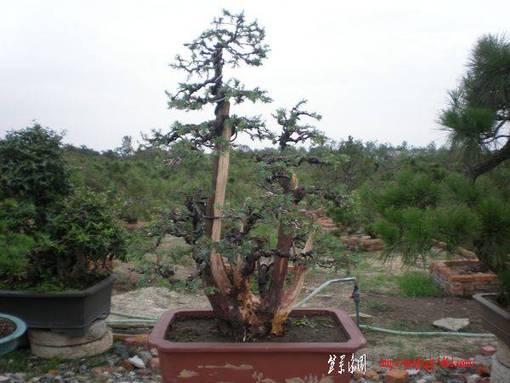97.jpg
