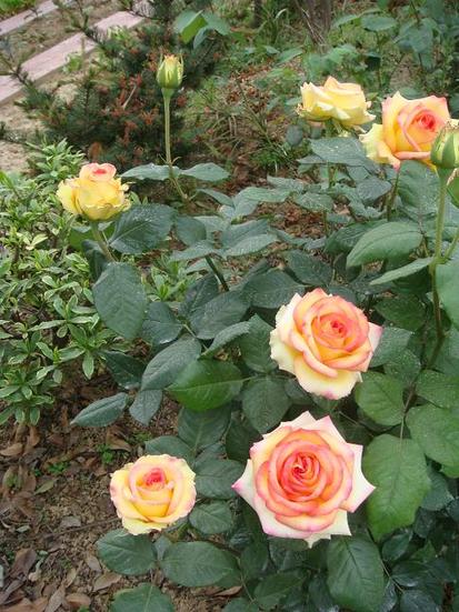 DSC04347.JPG