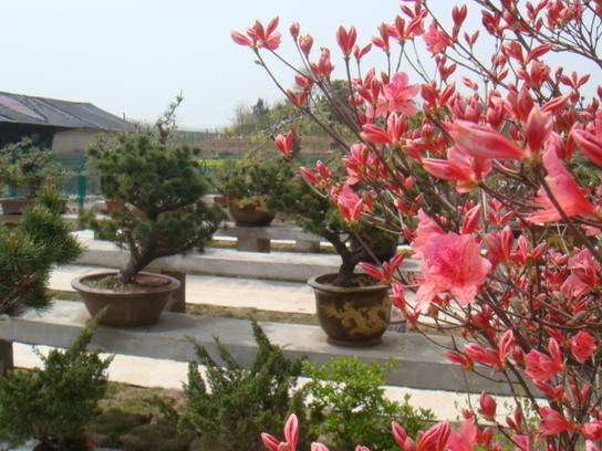 DSC05263.JPG