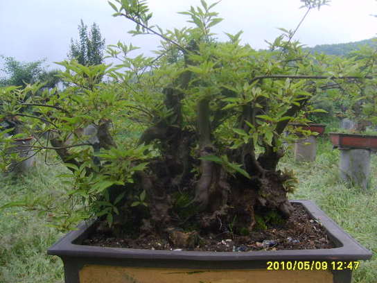 2010_05090023.JPG