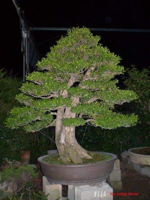 SANY0370.jpg
