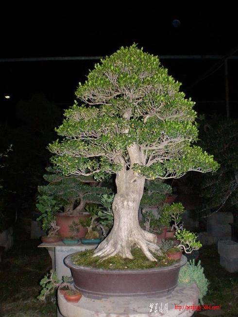 SANY0374.jpg