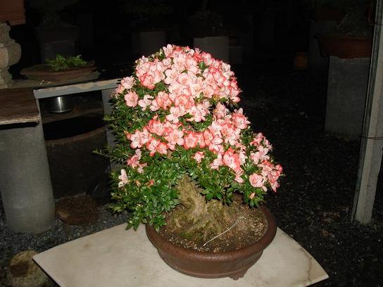 DSC08899.JPG