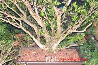 20090327_0c3d98d838e3d9888e1dc0RY2cWRuryf.jpg