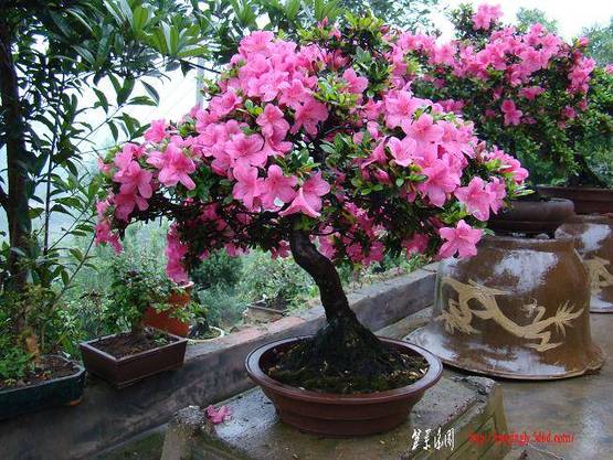 DSC02681(xiao).JPG