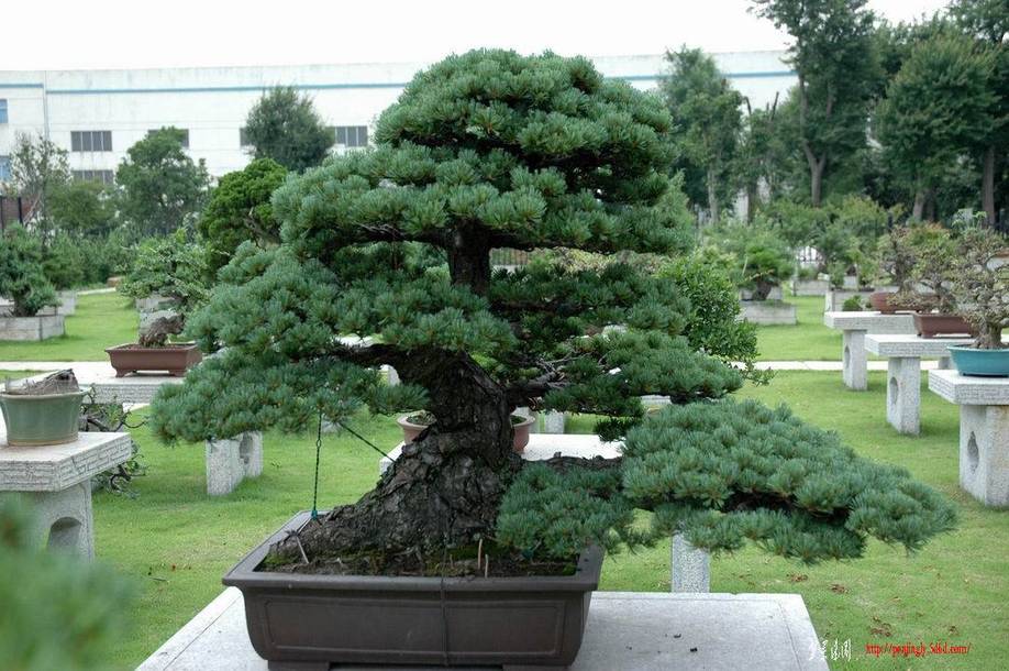 ������С DSC_0235.JPG