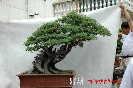 ������С DSC_0206.JPG