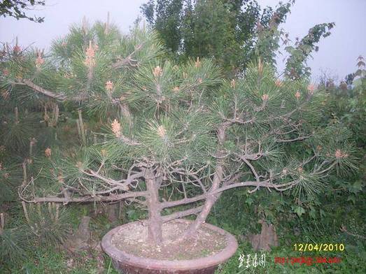 SDC11149.JPG