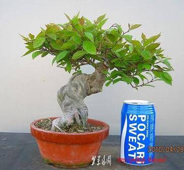 bonsai2002center-img427x396-12736892569kihxz14071.jpg