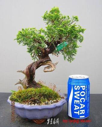 bonsai2002center-img399x494-1272827452e2vyhp51046.jpg