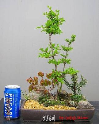 bonsai2002center-img380x473-1273680457plysfn45842.jpg