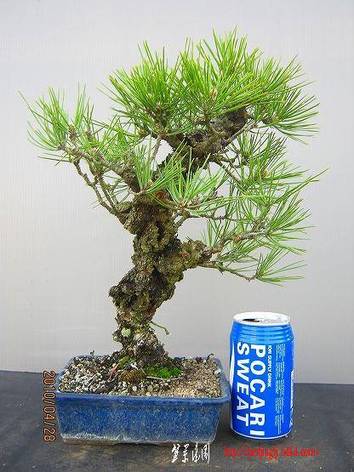 bonsai2002center-img416x555-1273772372nxplwy32324.jpg