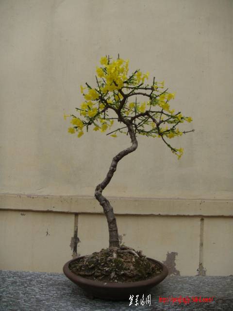 DSC01193.JPG