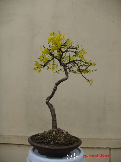 DSC01194.JPG