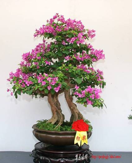 IMG_3565.jpg