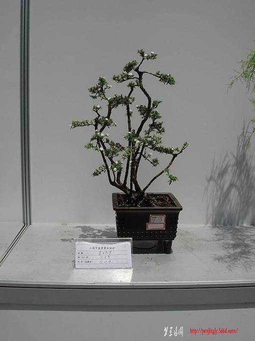 DSCN3100.JPG